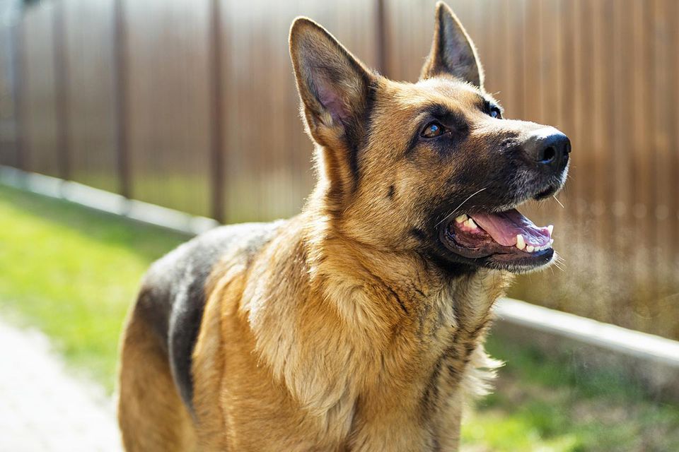 german-shepherd-461361531-resized-56a26aa33df78cf77275607a