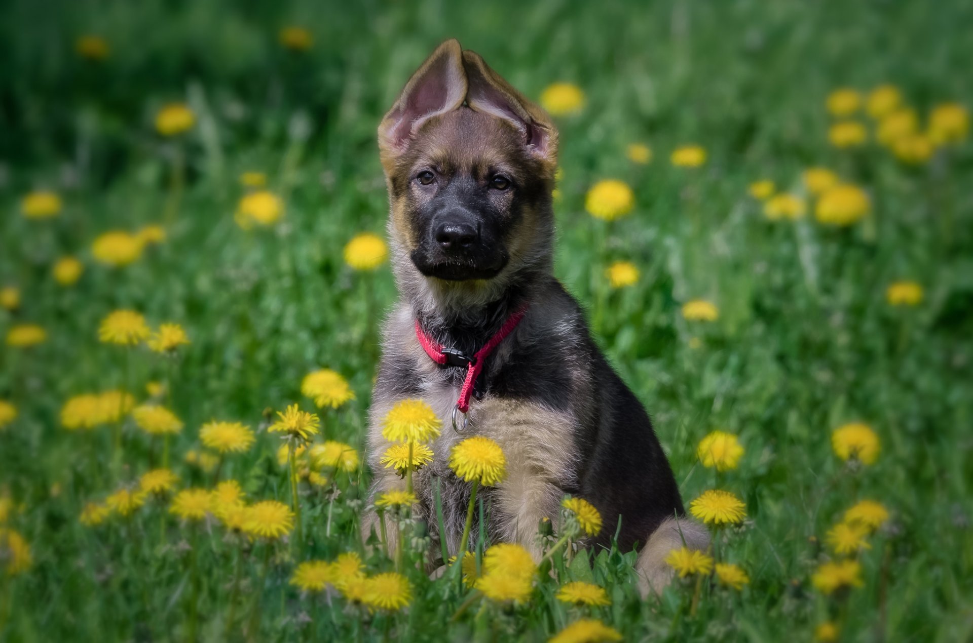 german-shepherd-dog-puppy-meadow-flower-dandelions