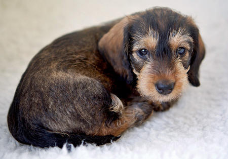 mungo-the-wire-haired-dachshund_76258_2016-01-29_w450