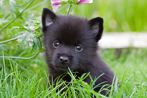 schipperke-1