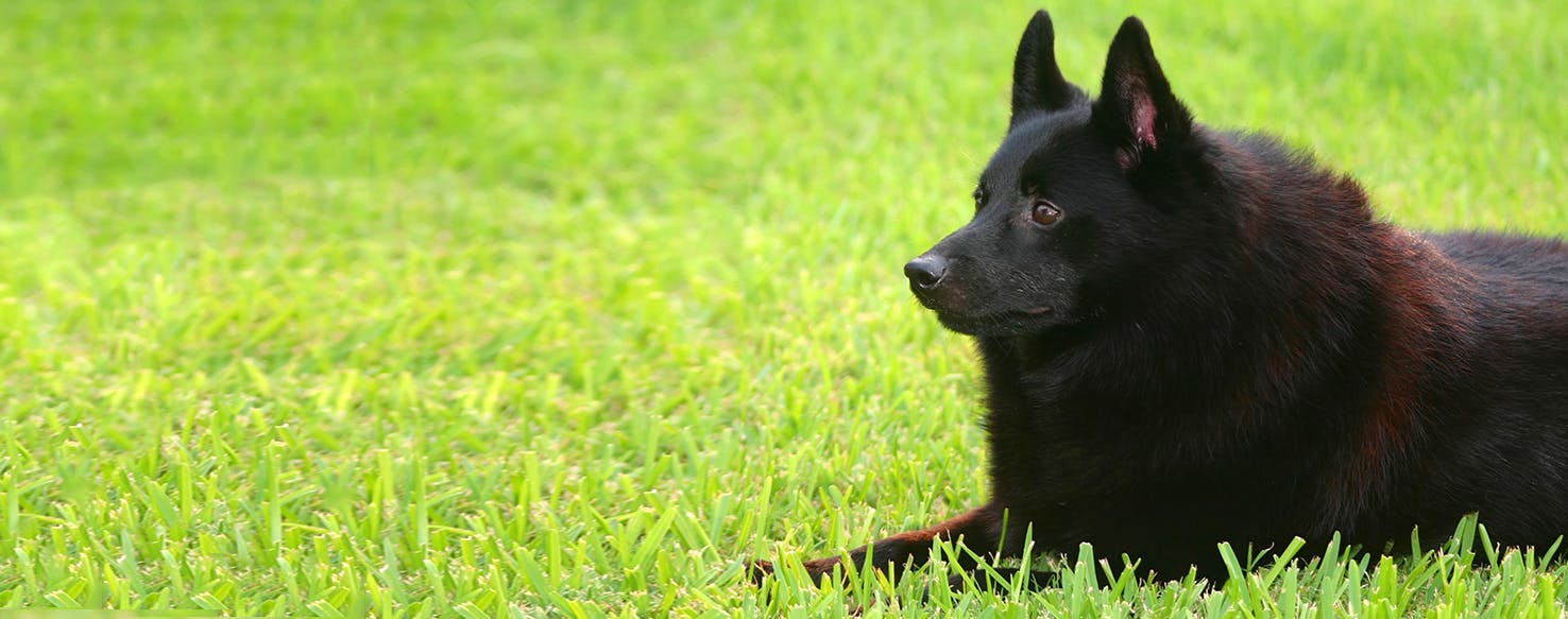 schipperke