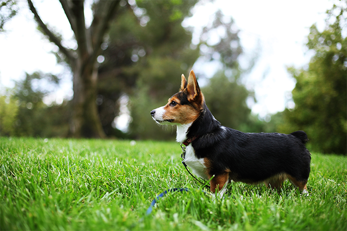 Corgi puppy looking alert outdoors