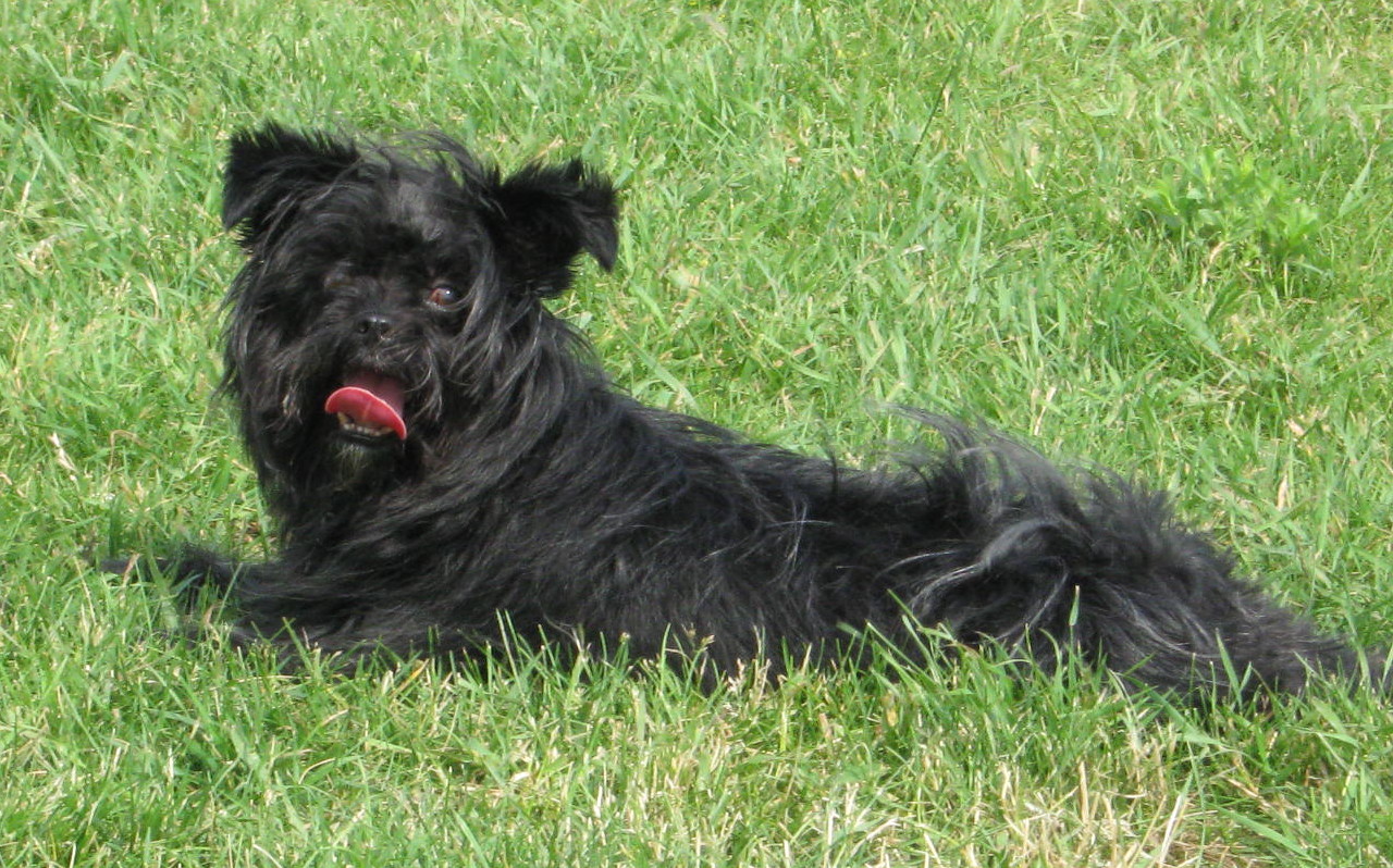 wallpaper-where-affenpinscher-watching-you