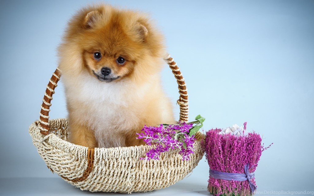 1043496_dogs-cute-blue-pink-flower-dog-sweet-animal-pomeranian-puppy_2560x1600_h