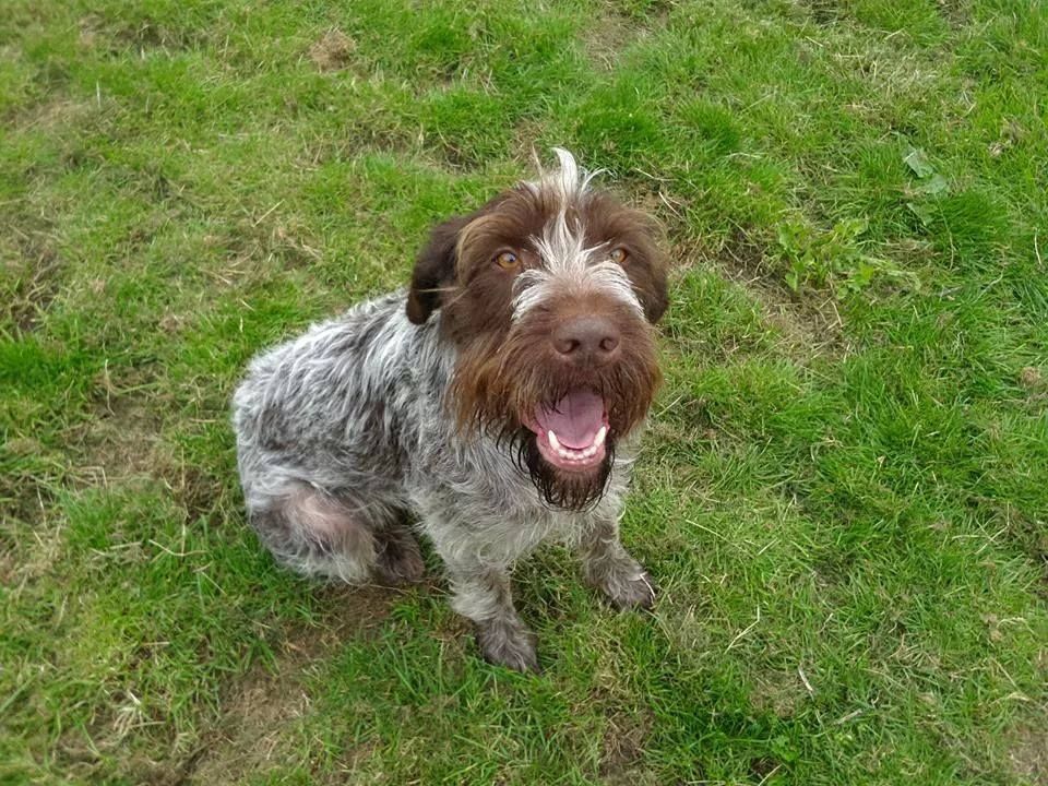 25_german_wirehaired_pointer