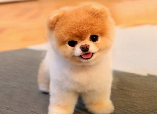 645x470-toy-sized-pomeranian-dogs-favorite-pet-in-turkey-1483479751110