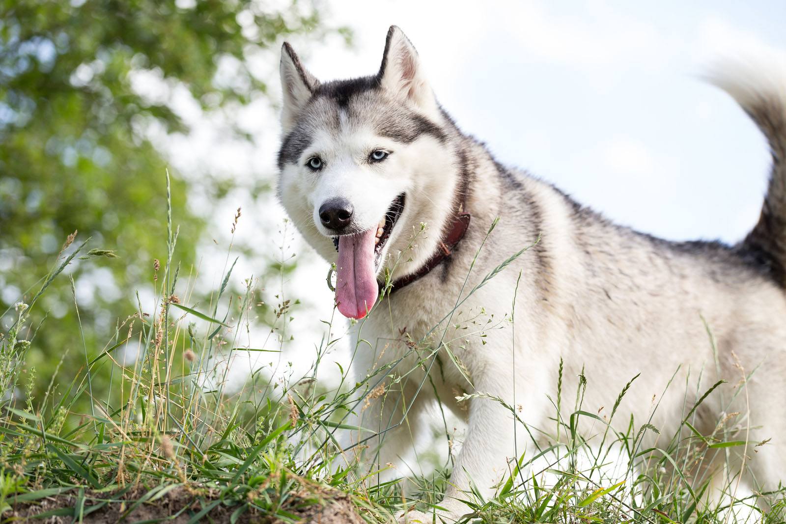 Alaskan-Malamute-vs-Siberian-Husky-ongoing-care