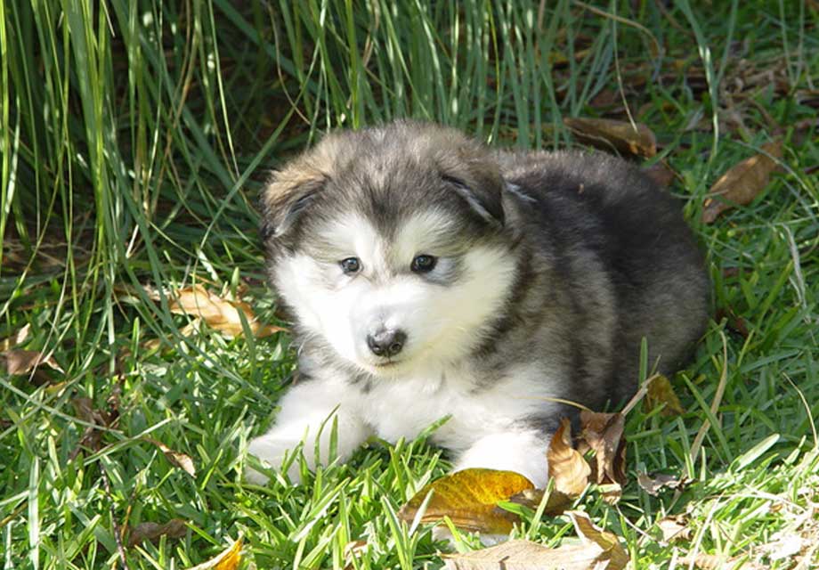 Alaskan_Malamute_SERP