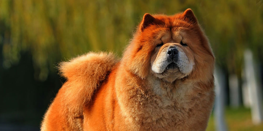 Chow-Chow-2