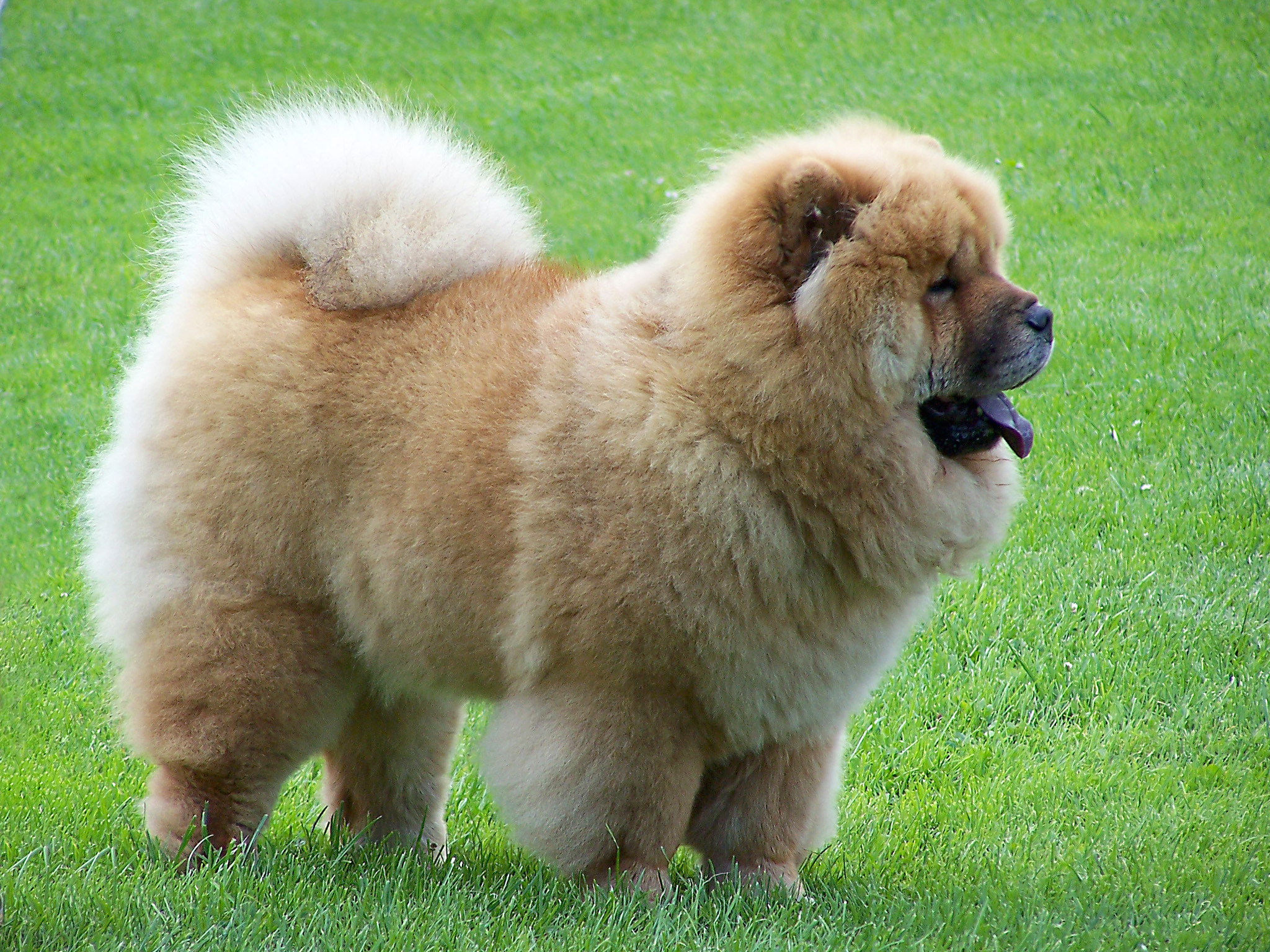 ChowChow2Szczecin