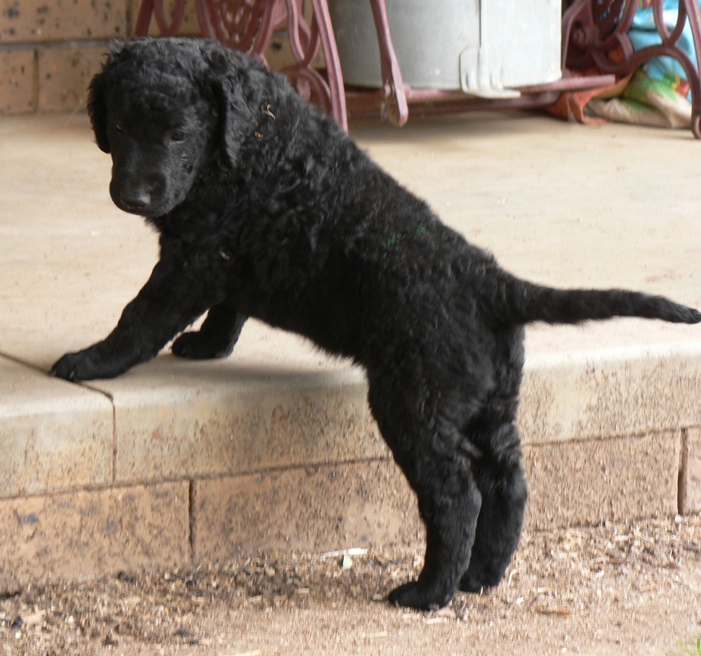 Curly-Coat-Retriever-Puppies