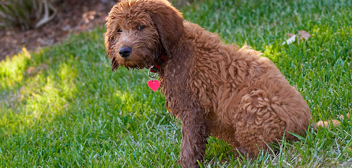 Curly-Coated-Retriever (2)