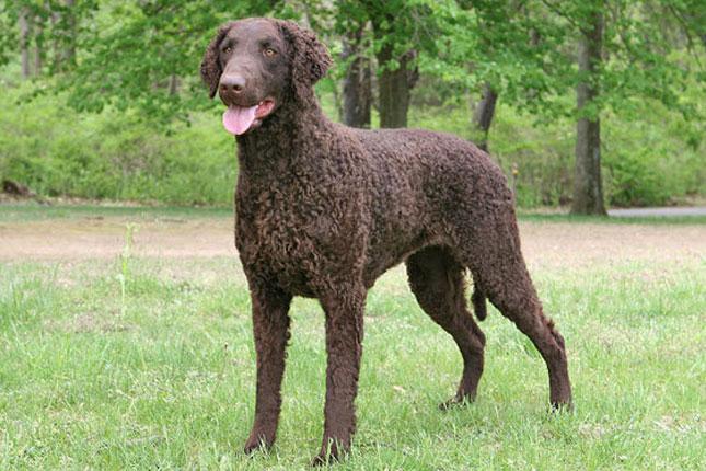 Curly-Coated-Retriever