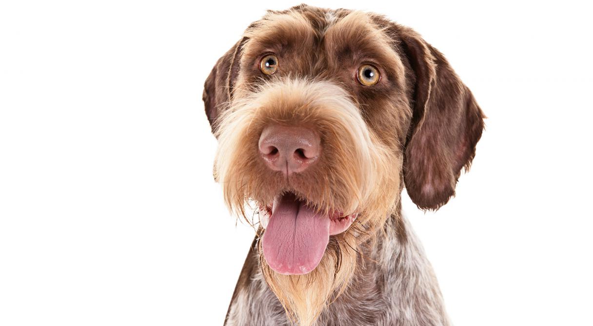 GermanWirehairedPointer_hero