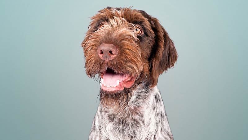 German_Wirehaired_Pointer_portrait