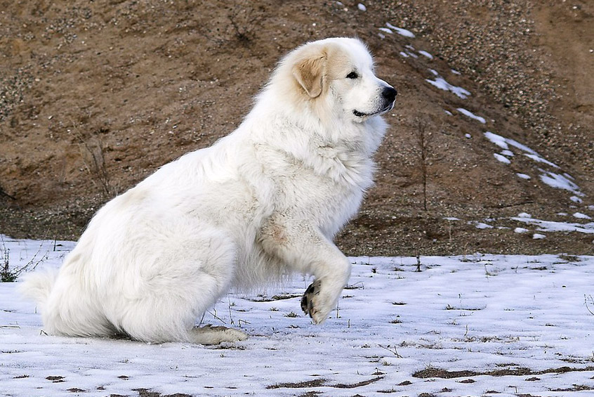 Great-Pyrenean-Mountain-Dog