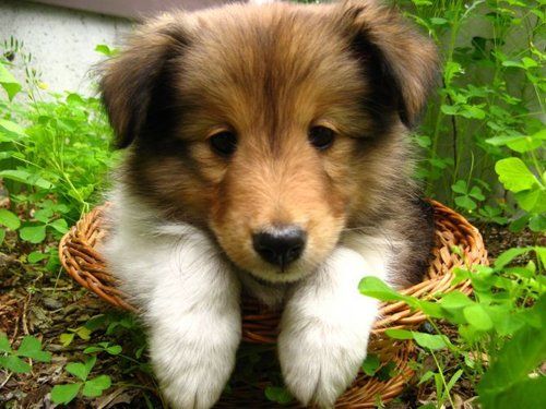 Shetland-Sheepdog-Dog-Insurance