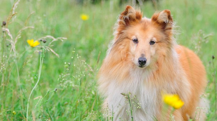 Shetland-Sheepdog-Dogs-and-Puppies