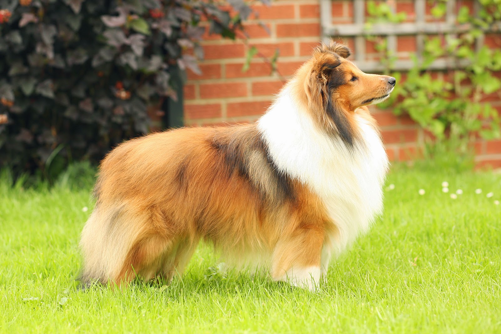 Shetland-Sheepdog-Facing-Right