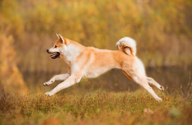 akita-running.jpg