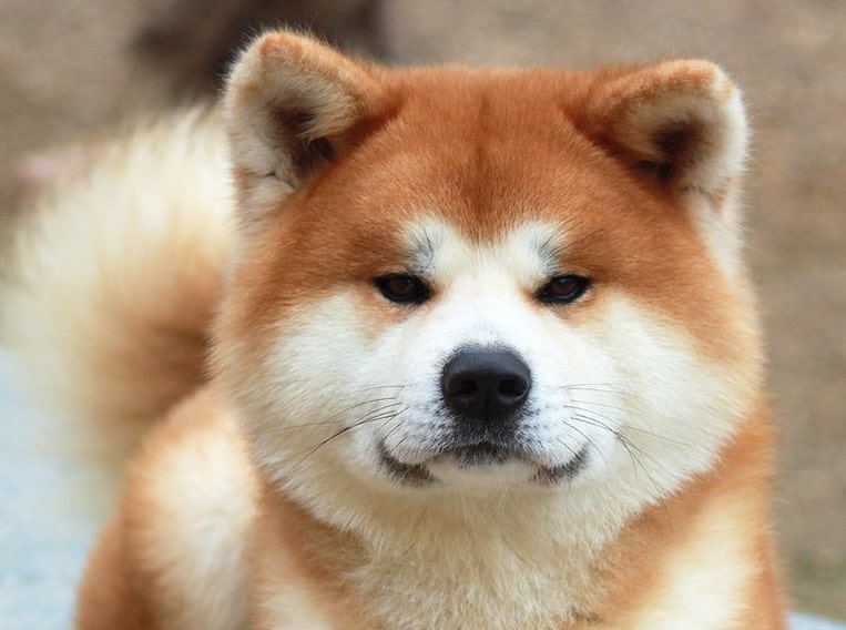 akita-webanimales