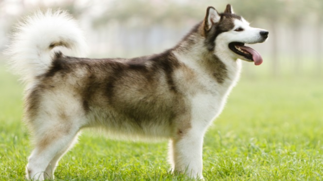 Alaskan sled dog on the grass