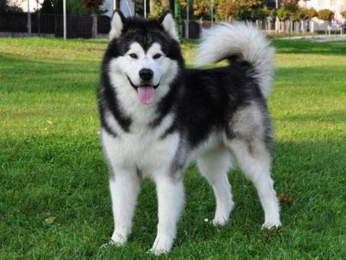 Best of Photos Of Alaskan Malamute add photos two funny alaskan malamute  dogs in your blog – Main Page 主頁 – Pet Pet Group