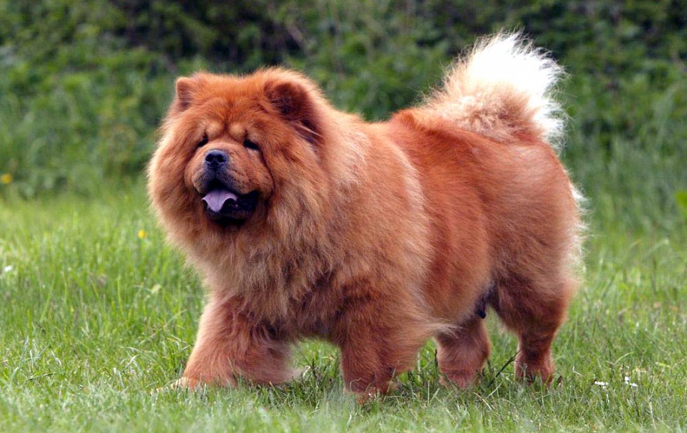 chow-chow-1496311950-1