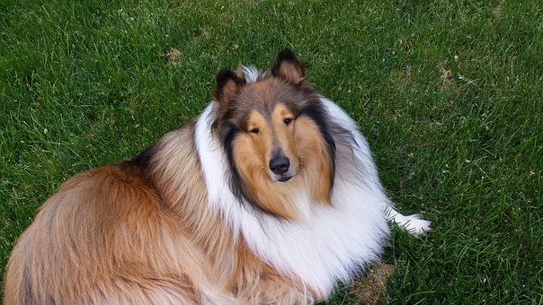 collie-2209483__340