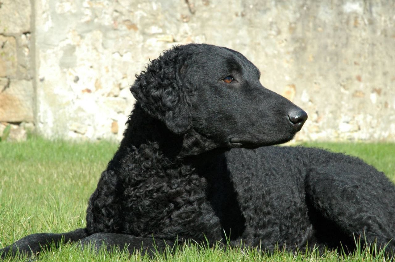 curly-coated-retriever-06