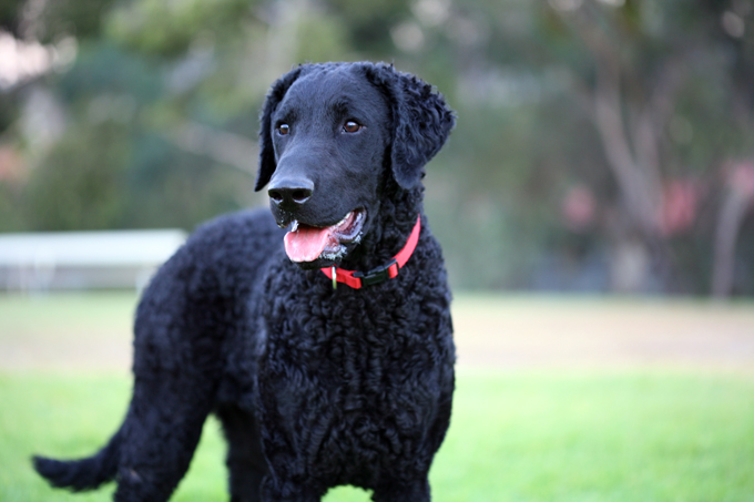 Curly coated retriever