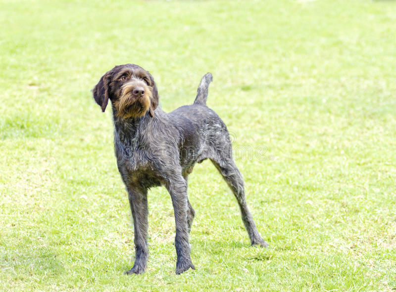 german-wirehaired-pointer-young-beautiful-liver-black-white-ticked-dog-standing-lawn-drahthaar-has-distinctive-35143534