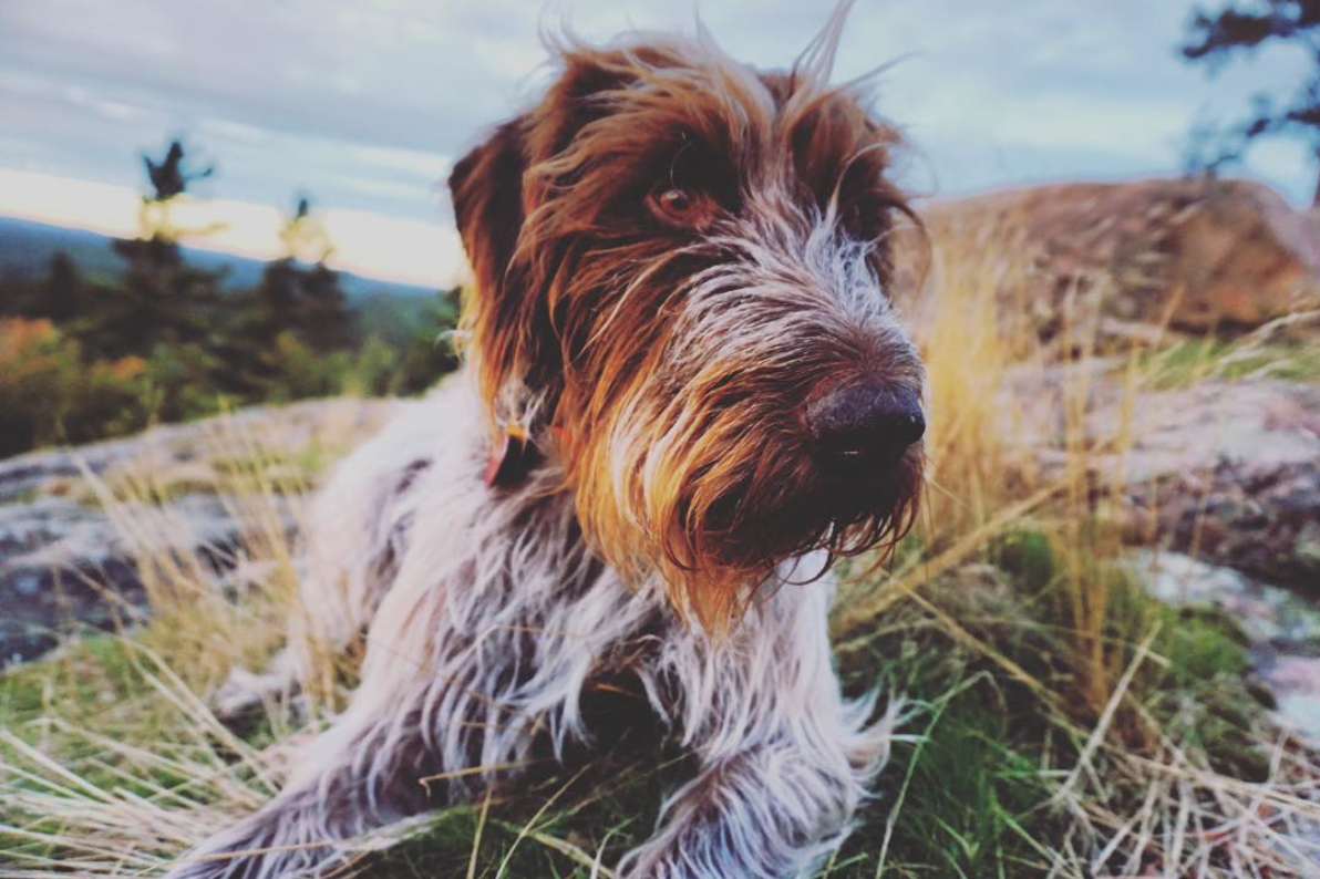 germanwirehairedpointer5