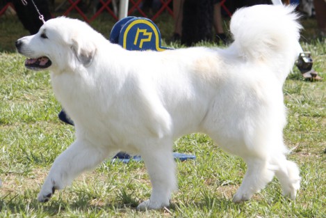 great-pyrenees