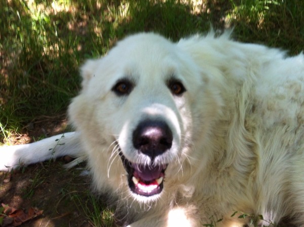 jonah_pyrenean_mountain_dog_1_large_white_dog_l5