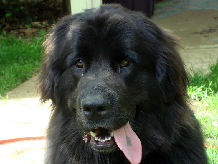 newfoundland-dog_792783-e1427475087113