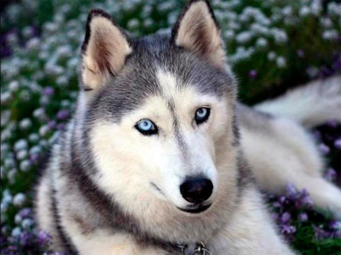 noticia-husky-siberiano