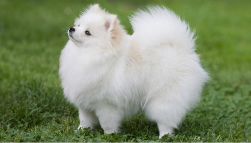 pomeranian-puppies-500x500