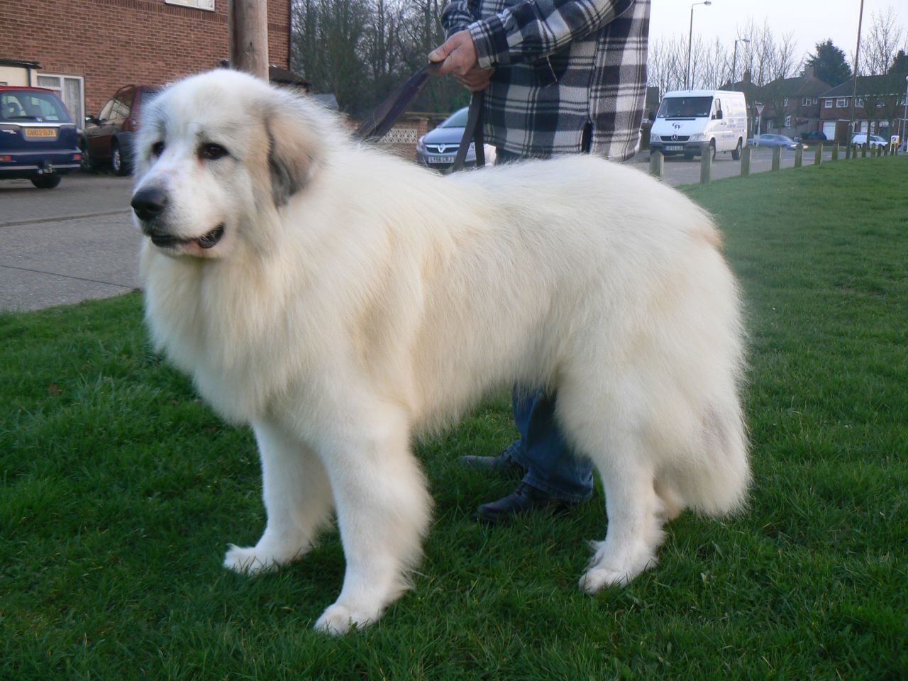 pyrenean-mountain-dog-at-stud-5323597bdd314