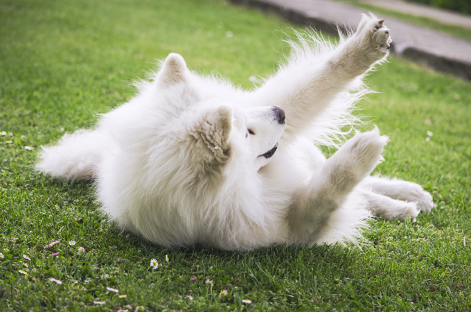 Samoyed dog rolling.