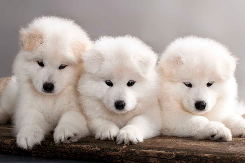 samoyed-puppies