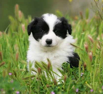 scotch-collie-puppy