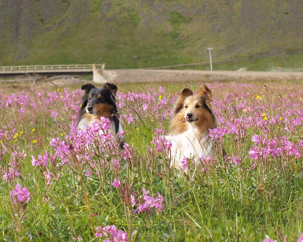 shetland-sheepdog-dogs-in-flowers-photo