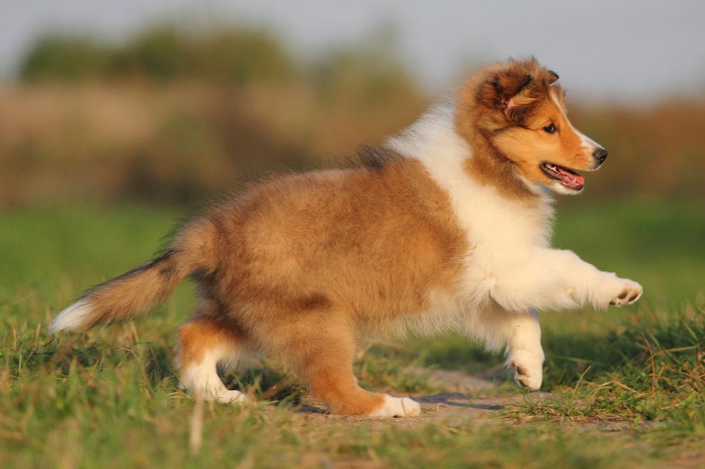 shetlandsheepdog_puppy