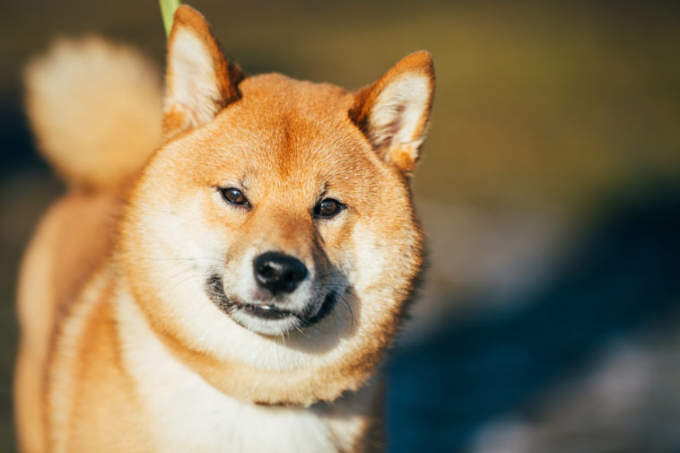 Close Up Beautiful Red Shiba Inu Puppy Dog Staying Outdoor