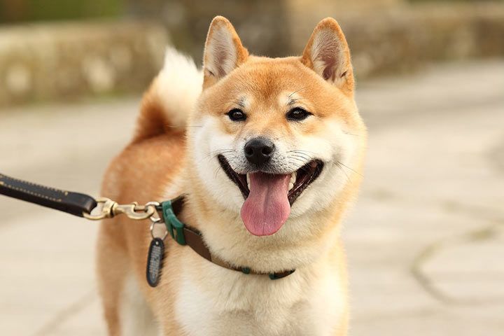 shiba_inu_gassi_l