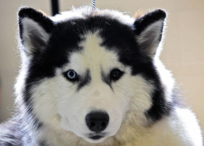 Ibeyi, a Siberian Husky dog waits to be