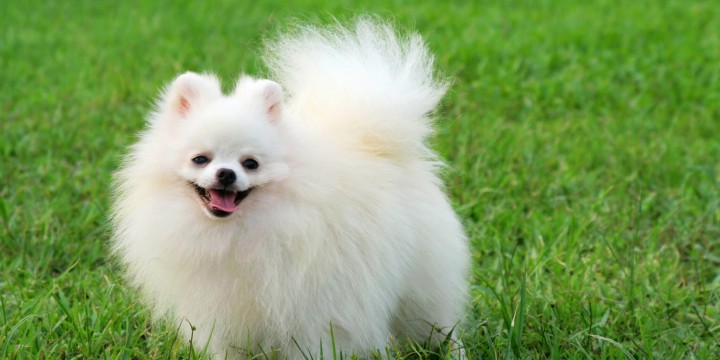 white-pomeranian-720x360