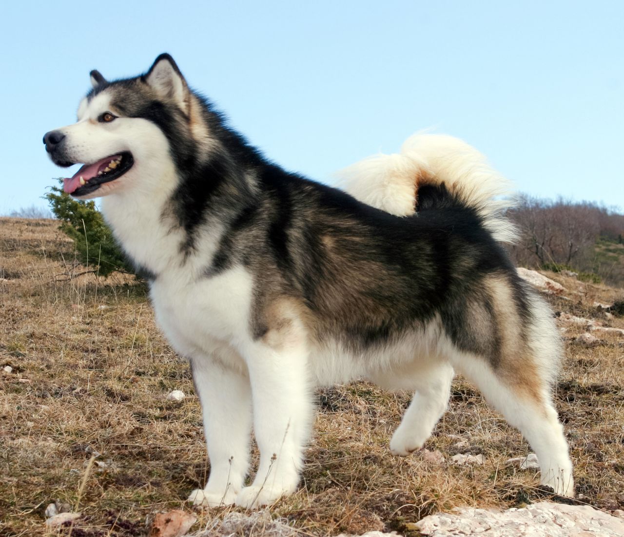 why-the-alaskan-malamute-is-so-well-suited-to-work-in-cold-weather-5a12ca2ddb6e2