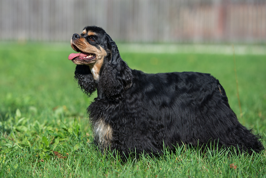 american cocker spaniel dog outdoors in sumemer